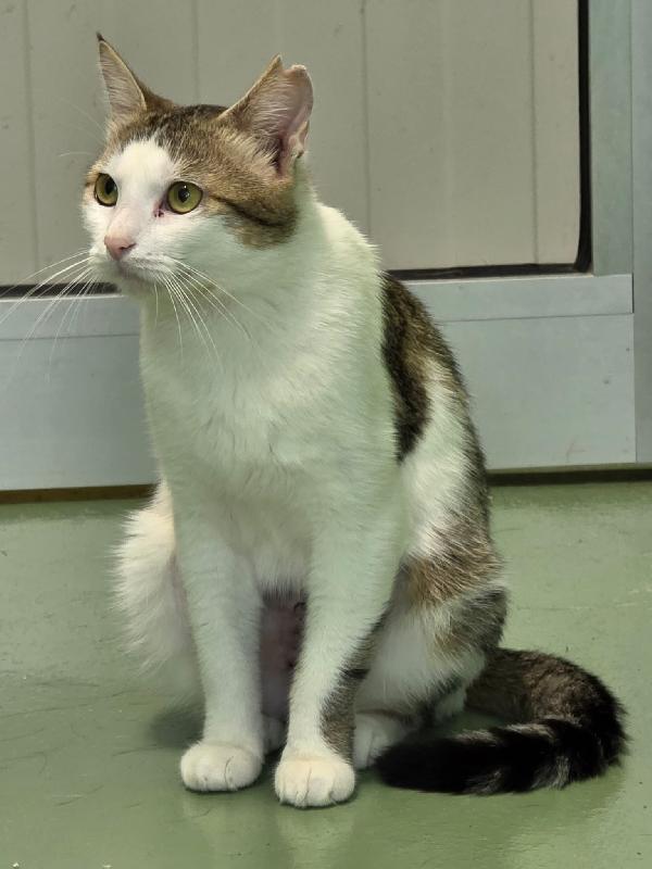 CESIRA GATTINA BELLISSIMA Foto 4